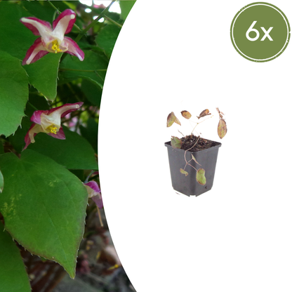 Elfenbloem (Epimedium rubrum) - set van 6 – voor tuin & terras
