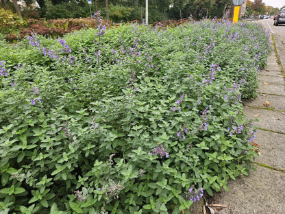 Kattenkruid 'Walker's Low' (Nepeta), productfoto 8