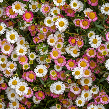 Mexicaans madeliefje (Erigeron) - set van 6 – voor tuin & terras