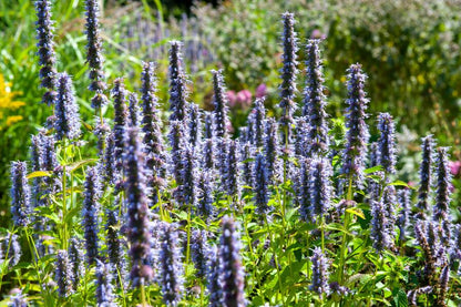 Dropplant 'Black Adder' - set van 6 – voor tuin & terras