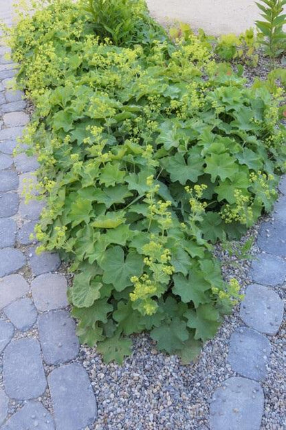 Vrouwenmantel (Alchemilla mollis), productfoto 5