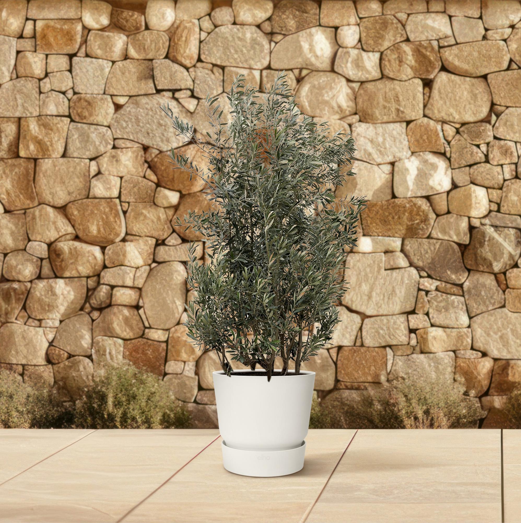 Olijfboom struik - 250 cm