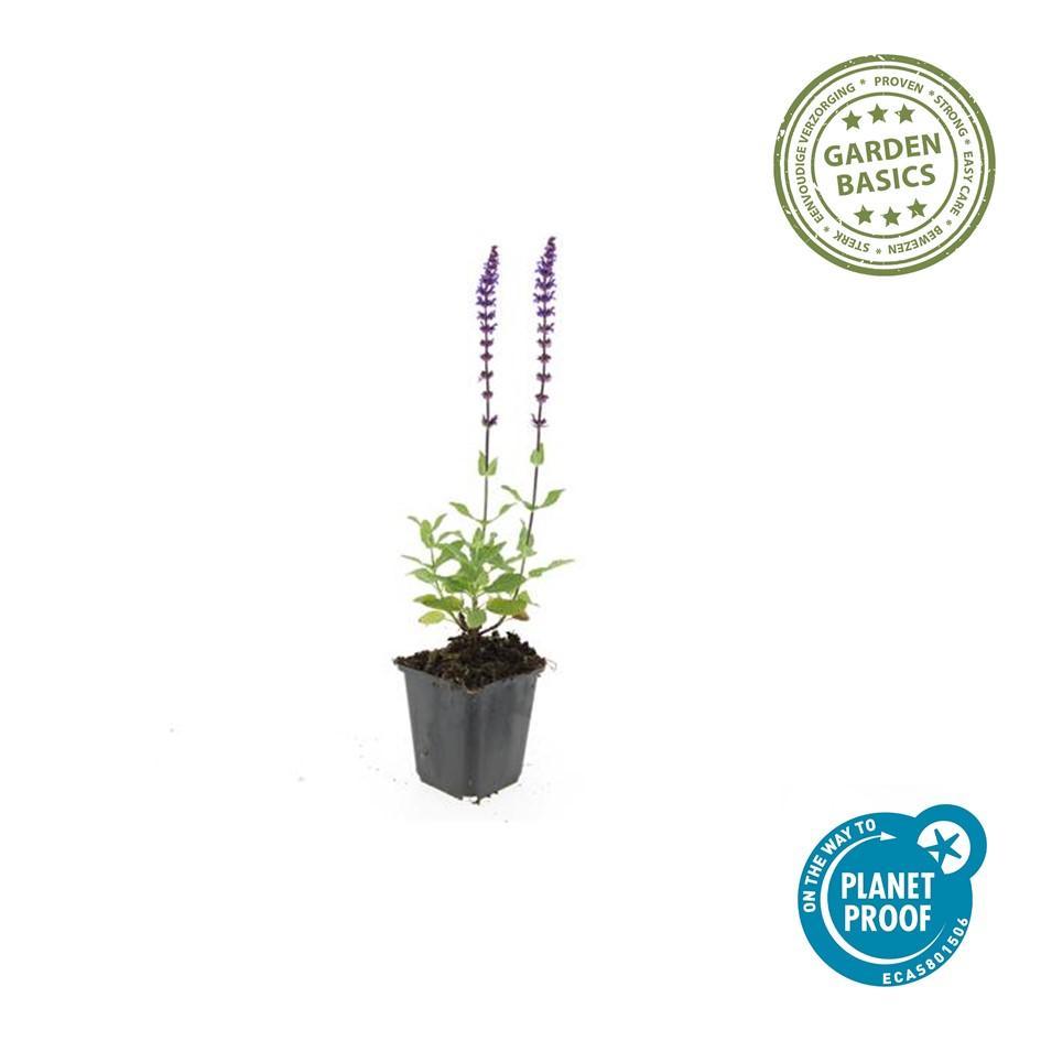 Siersalie 'Caradonna' (Salvia), productfoto 2