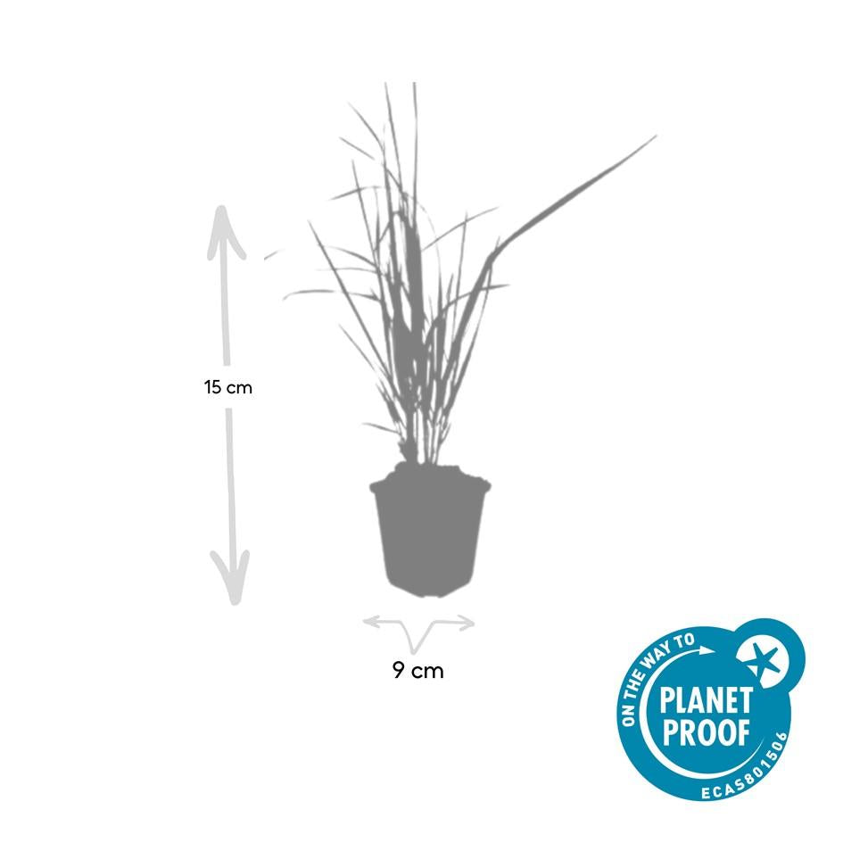 Struisriet 'Karl Foerster' - set van 6 – voor tuin & terras