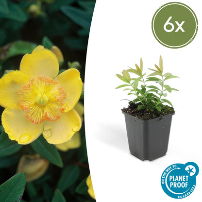 Hertshooi - set van 6 – voor tuin & terras