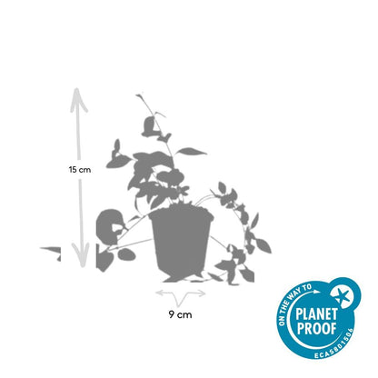 Grote maagdenpalm 'Alba' - set van 6 – voor tuin & terras