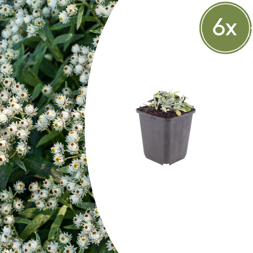 Siberische edelweiss (Anaphalis) - set van 6 – voor tuin & terras