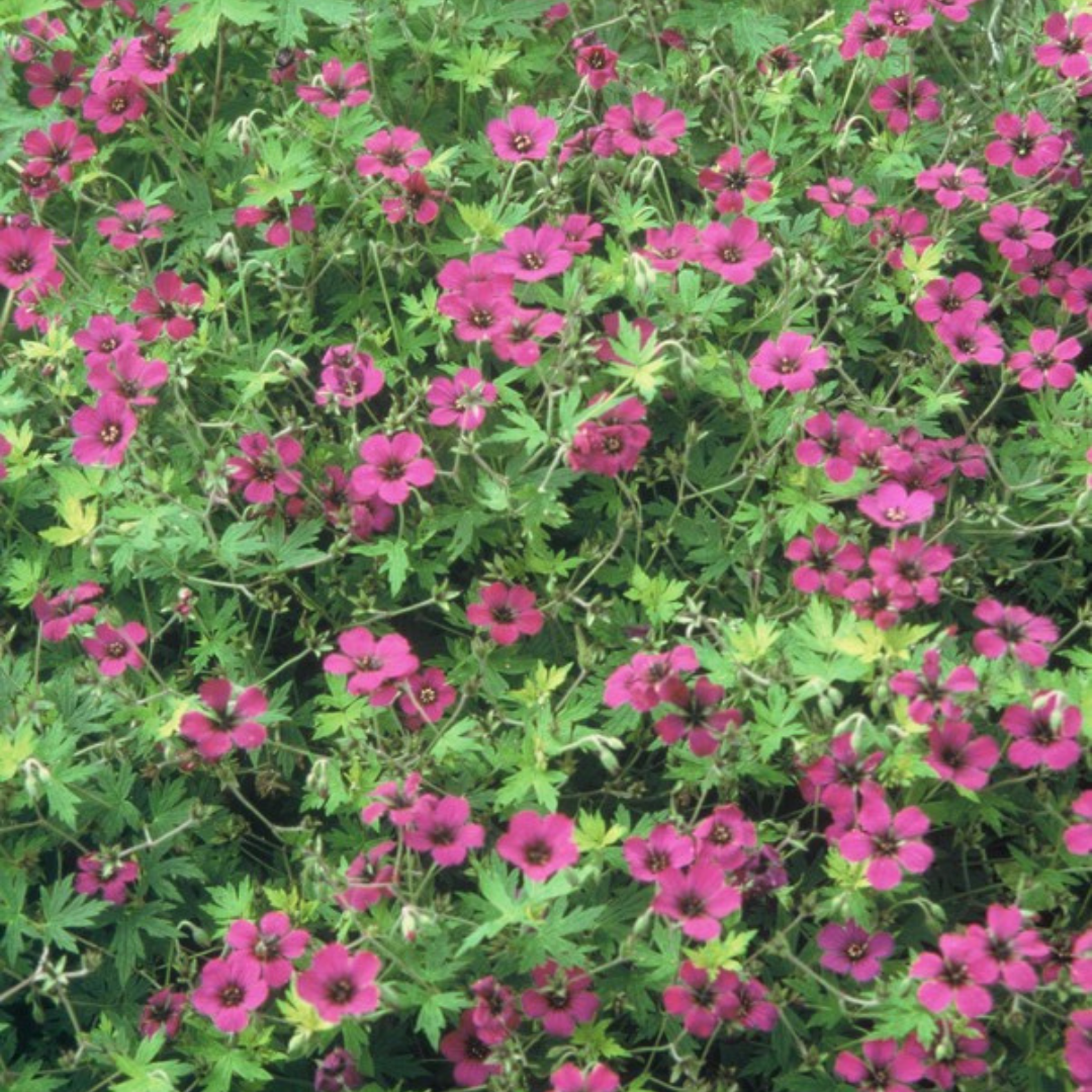 Ooievaarsbek 'Bevan's Variety' - set van 6 – voor tuin & terras
