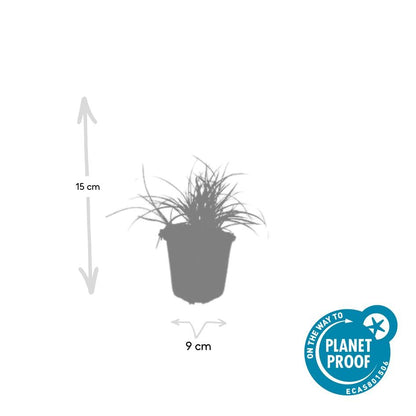 Veldbies (Luzula nivea) - set van 12 – voor tuin & terras