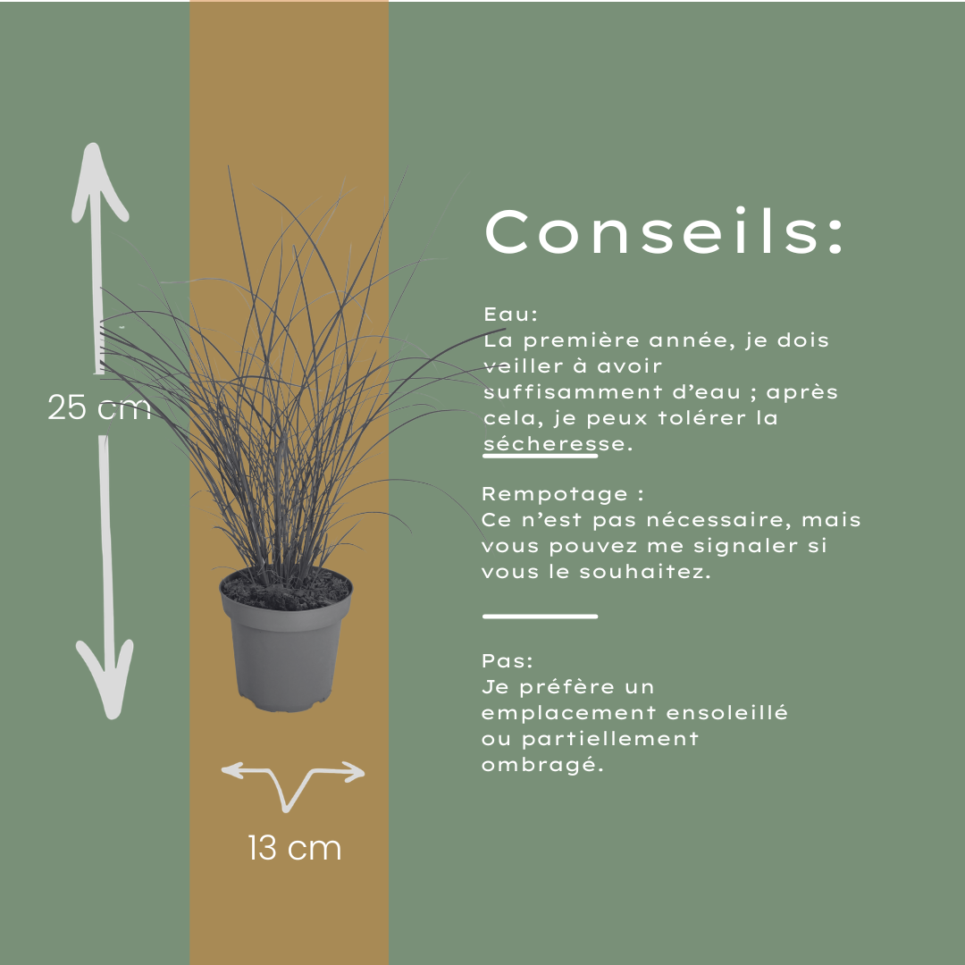 Prachtriet 'Gracillimus' - set van 3 – voor tuin & terras
