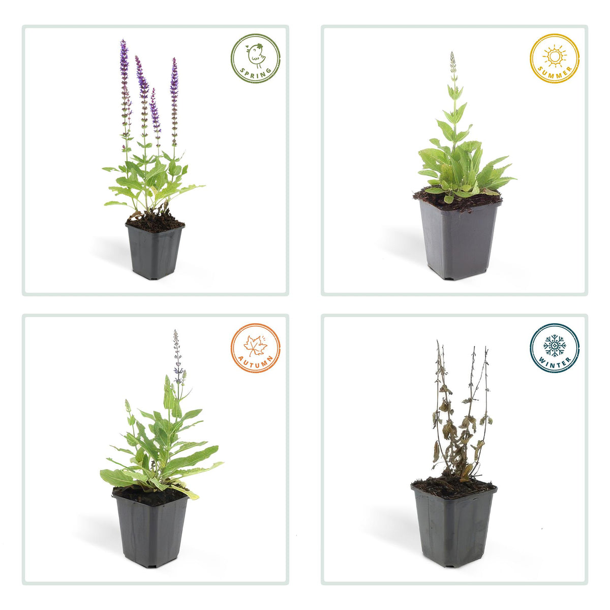 Bossalie 'Ostfriesland' - set van 6 – voor tuin & terras