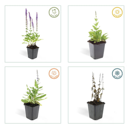 Bossalie 'Ostfriesland' - set van 6 – voor tuin & terras