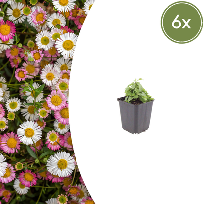 Mexicaans madeliefje (Erigeron) - set van 6 – voor tuin & terras