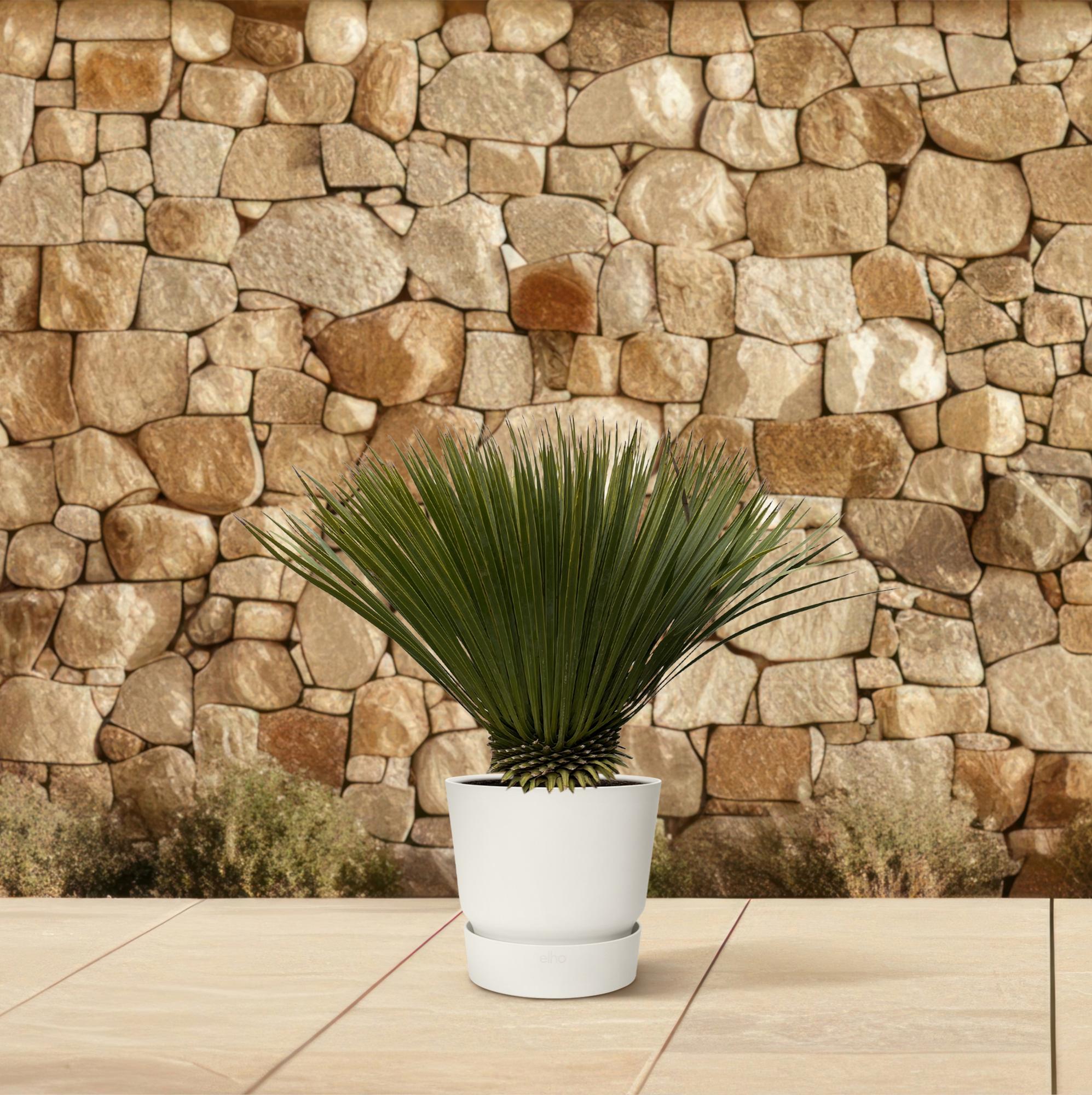 Yucca Rostrata — 70 cm