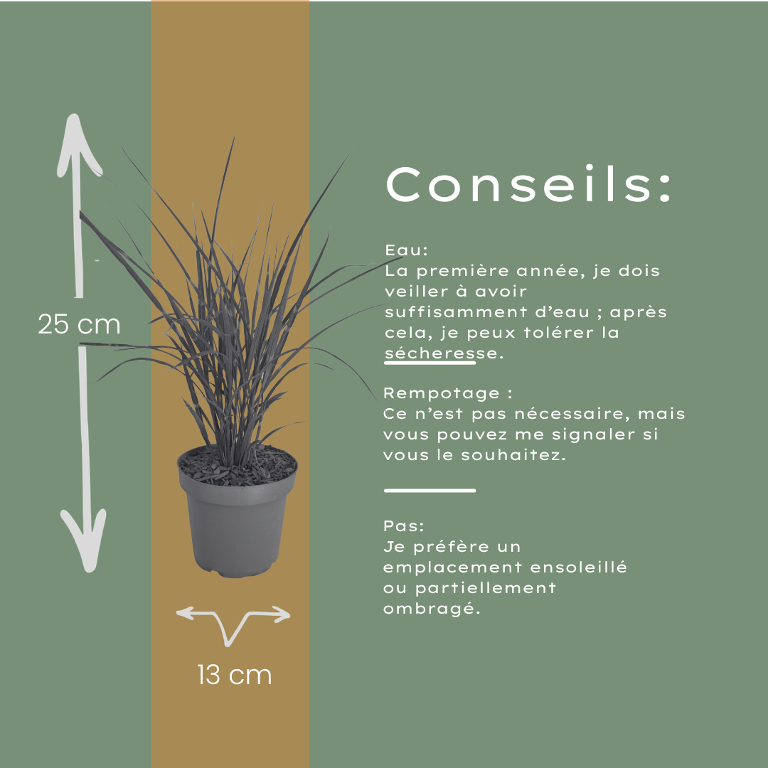 Prachtriet 'Zebrinus' (zebragras) - set van 3 – voor tuin & terras
