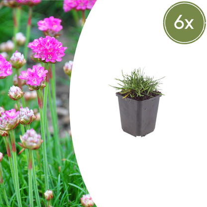 Engels gras 'Splendens' - set van 6 – voor tuin & terras