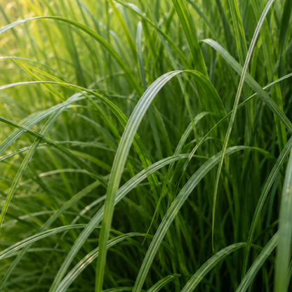 Prachtriet 'Gracillimus' - set van 3 – voor tuin & terras