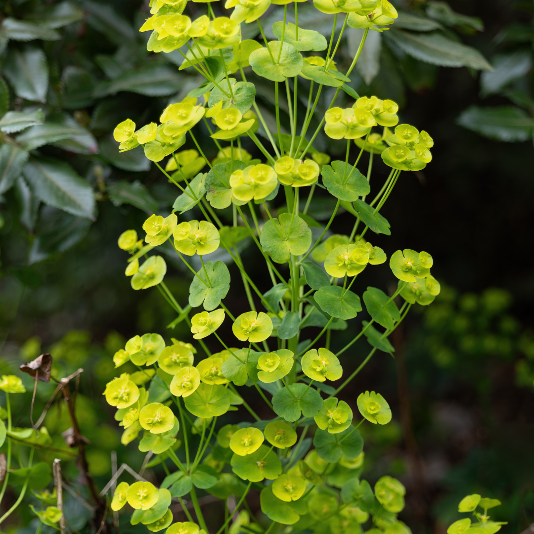 Wolfsmelk (Euphorbia amygdaloides robbiae) - set van 6 – voor tuin & terras