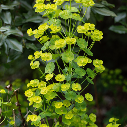 Wolfsmelk (Euphorbia amygdaloides robbiae) - set van 6 – voor tuin & terras