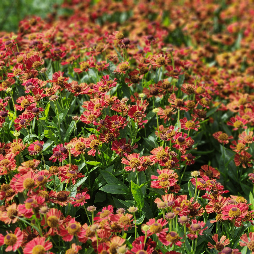 Zonnekruid 'Moerheim Beauty' - set van 6 – voor tuin & terras