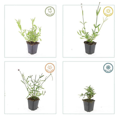 IJzerhard (Verbena bonariensis) - set van 6 – voor tuin & terras