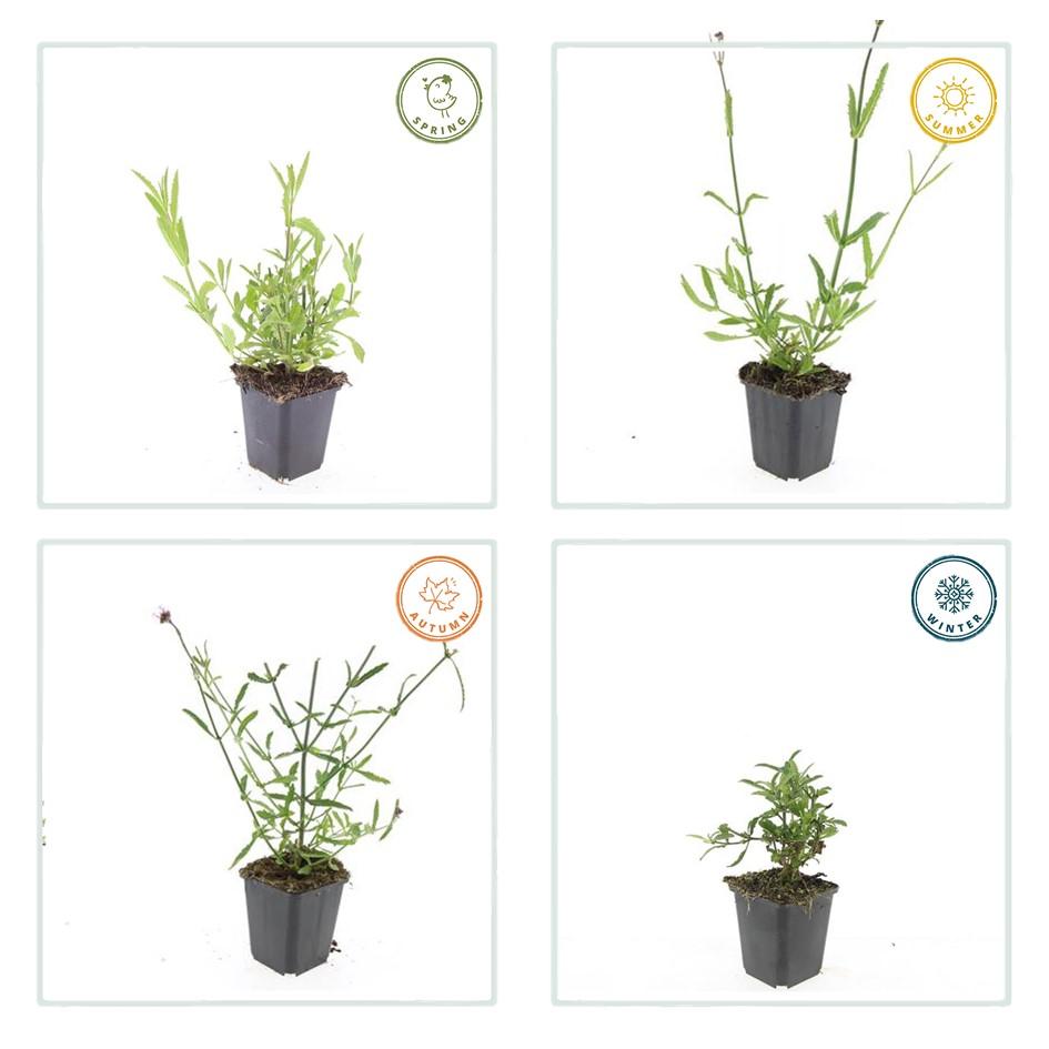 IJzerhard (Verbena bonariensis) - set van 6 – voor tuin & terras