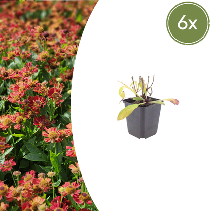 Zonnekruid 'Moerheim Beauty' - set van 6 – voor tuin & terras