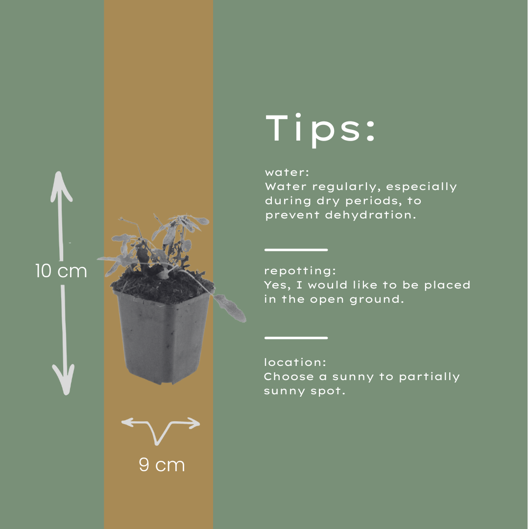 Siersalie 'Schneehugel' - set van 6 – voor tuin & terras