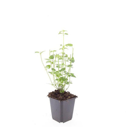 Dropplant 'Black Adder' - set van 6 – voor tuin & terras