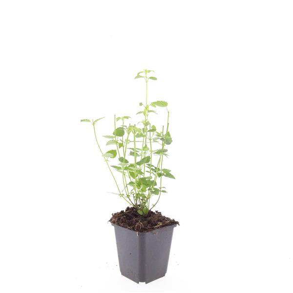 Dropplant 'Black Adder' - set van 6 – voor tuin & terras