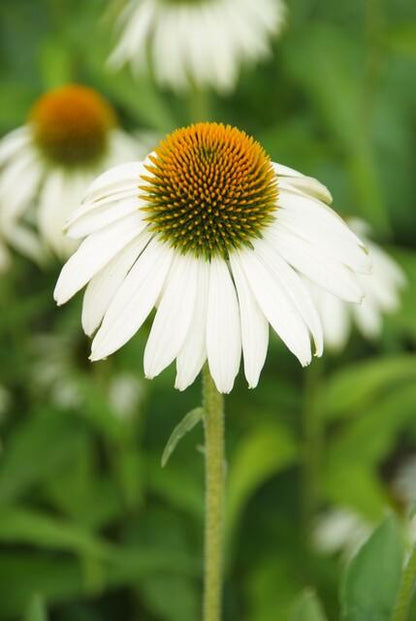 Zonnehoed 'White Swan' - set van 6 – voor tuin & terras