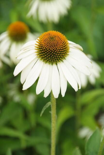 Zonnehoed 'White Swan' - set van 6 – voor tuin & terras