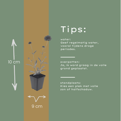 Beemdkroon (Knautia macedonica) - set van 6 – voor tuin & terras