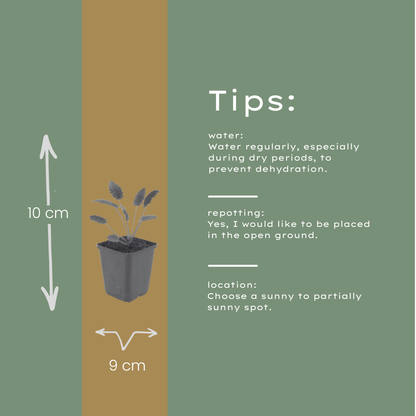 Pimpernel 'Tanna' - set van 6 – voor tuin & terras