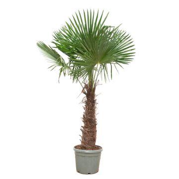Waaierpalm Trachycarpus 240-270 cm