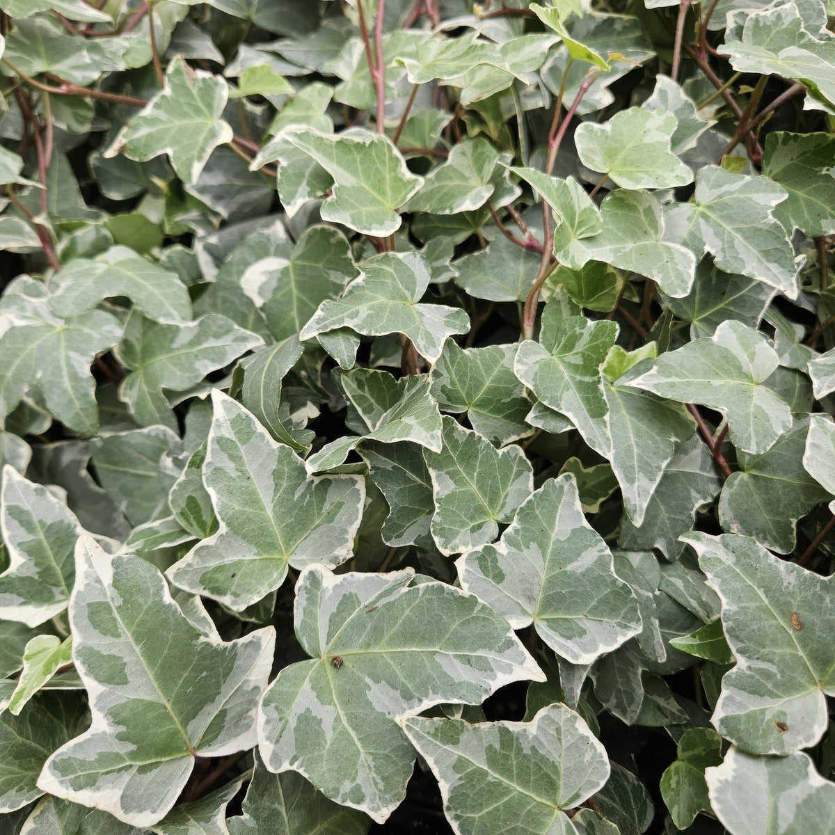 Klimop 'Glacier' - set van 6 – voor tuin & terras