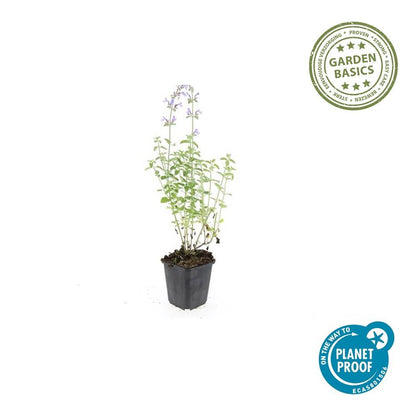 Kattenkruid 'Walker's Low' (Nepeta), productfoto 2