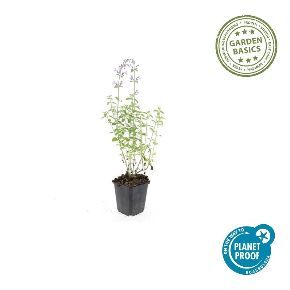 Kattenkruid 'Walker's Low' (Nepeta), productfoto 2