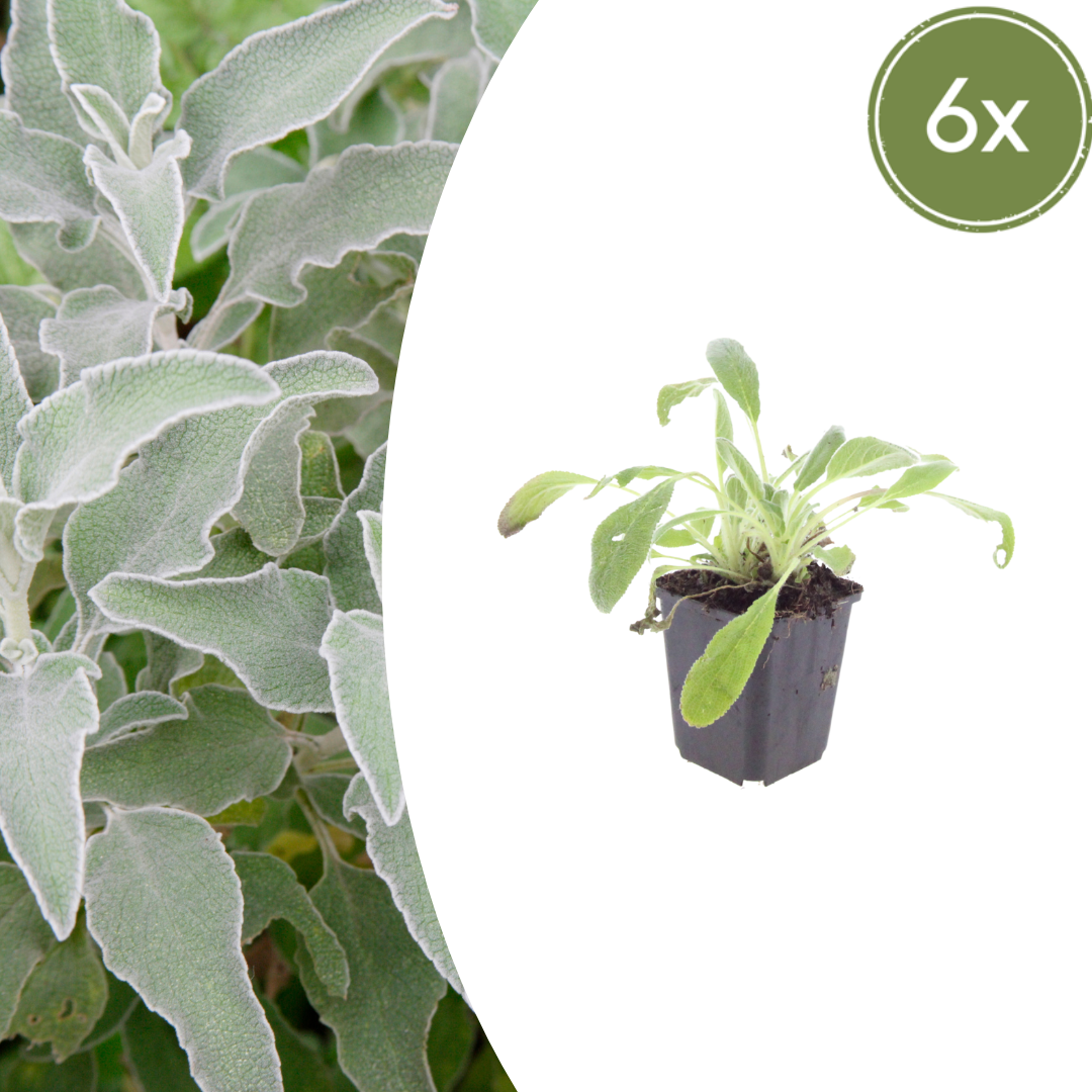 Ezelsoor (Stachys byzantina) - set van 6 – voor tuin & terras