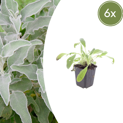 Ezelsoor (Stachys byzantina) - set van 6 – voor tuin & terras