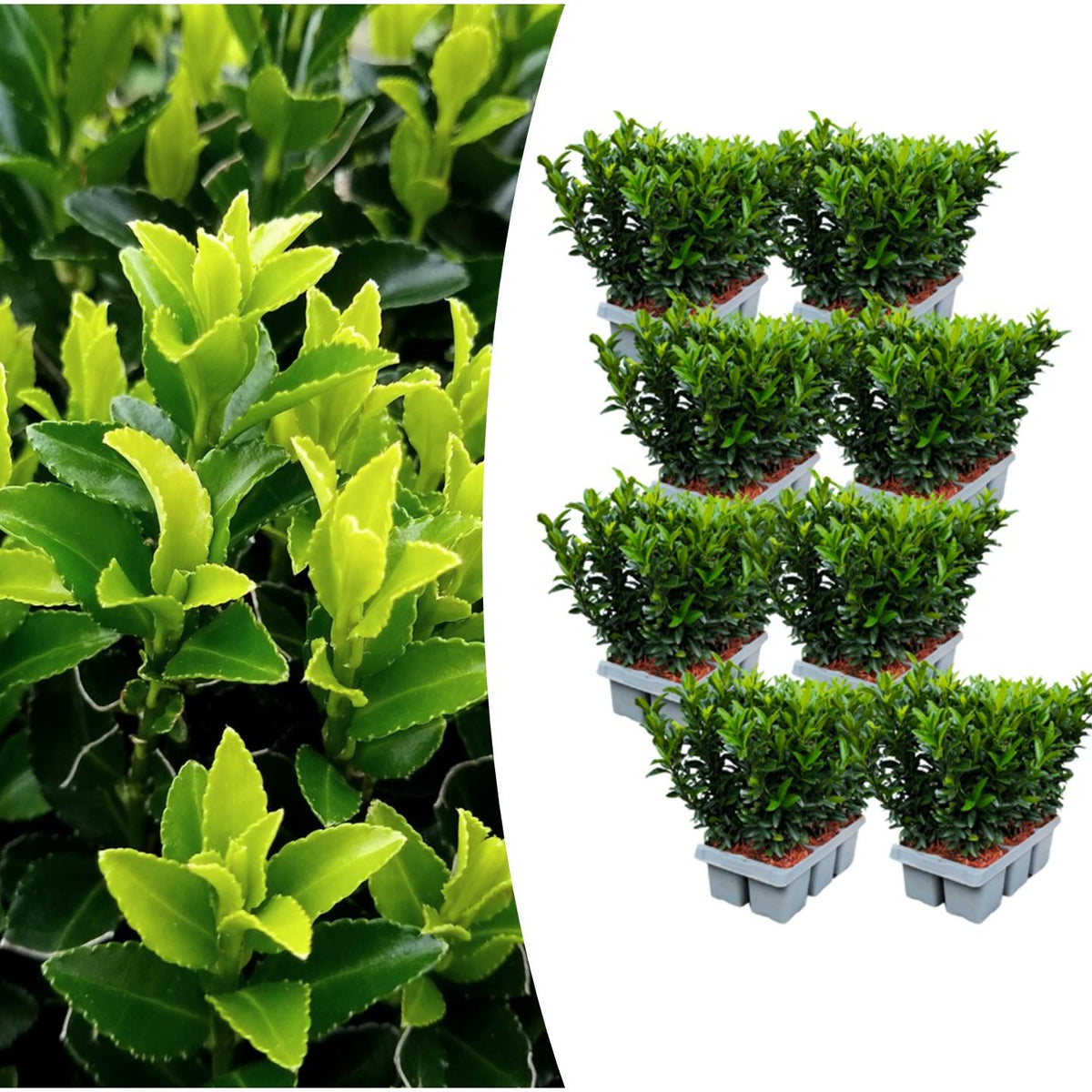 Euonymus 'Green Spire' - set van 48 – voor een haag