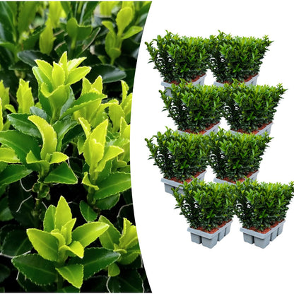 Euonymus 'Green Spire' - set van 48 – voor een haag