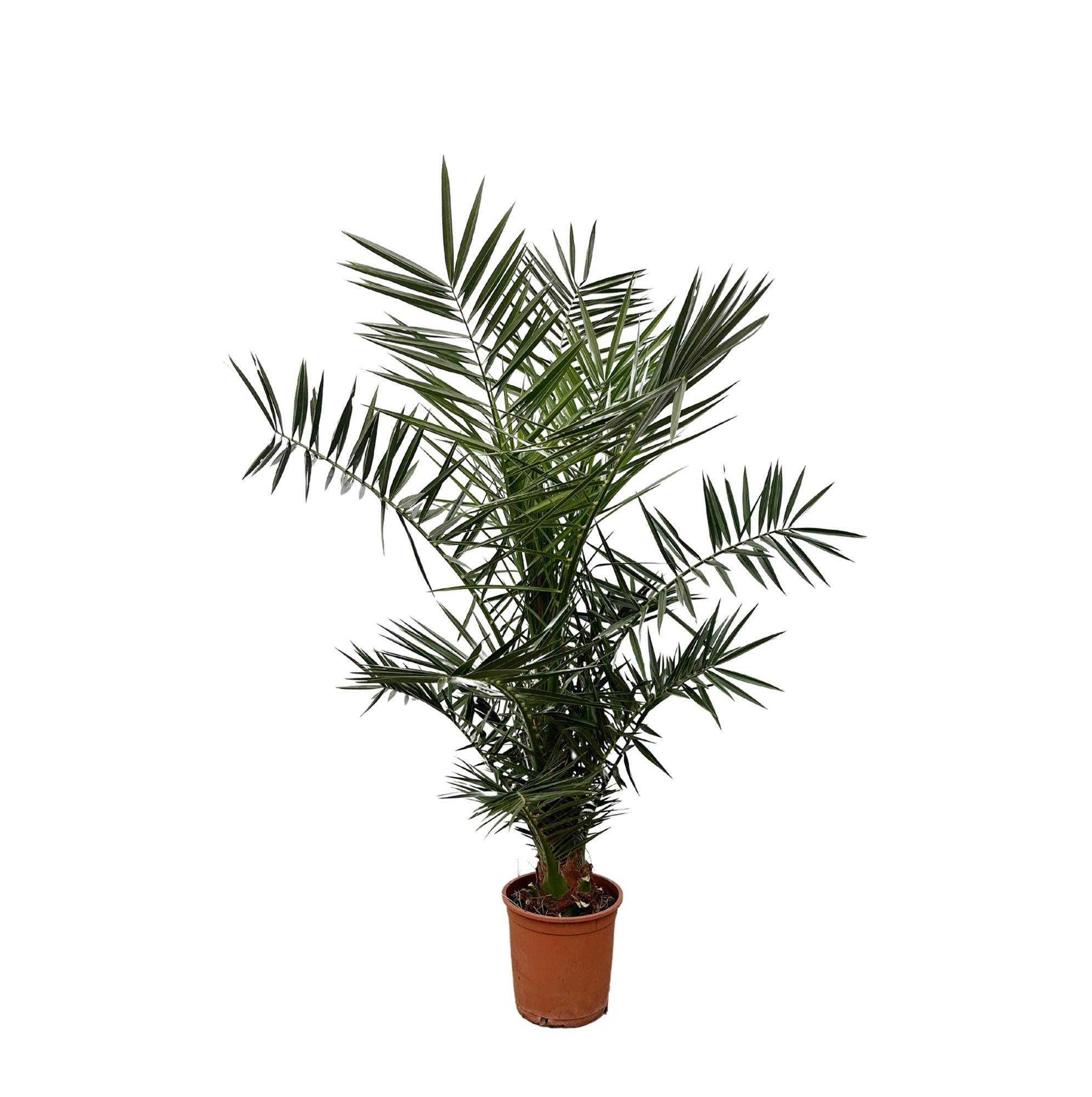 Dadelpalm Phoenix
