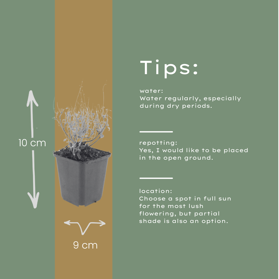 Bergsteentijm - set van 6 – voor tuin & terras