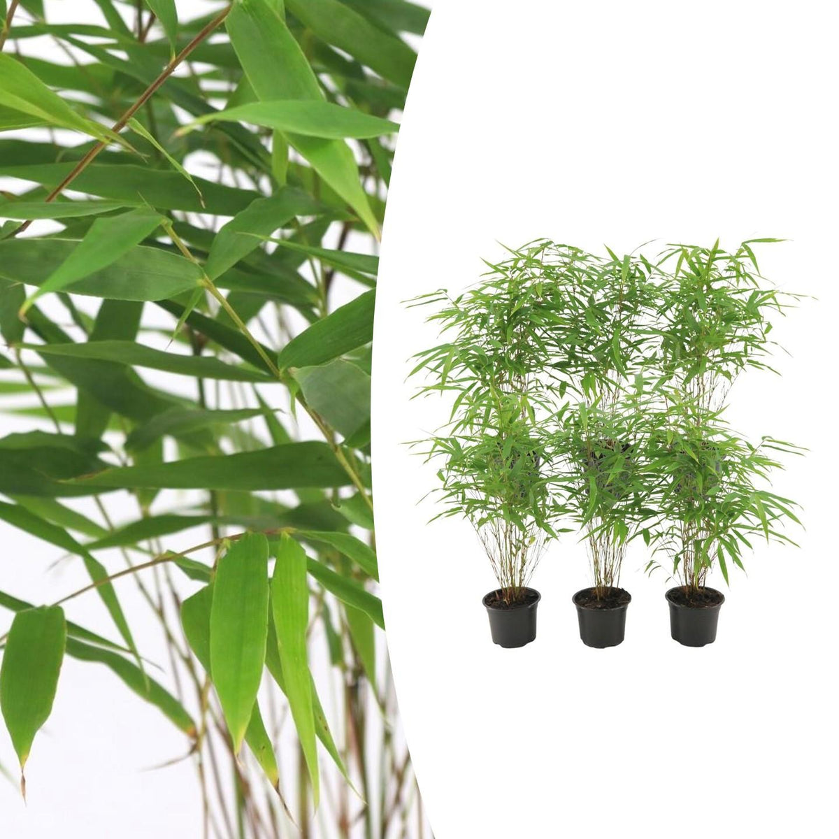 Bamboe (Fargesia rufa) - set van 6 – voor tuin & terras