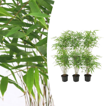 Bamboe (Fargesia rufa) - set van 6 – voor tuin & terras