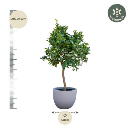 Sinaasappelboom - 200 cm