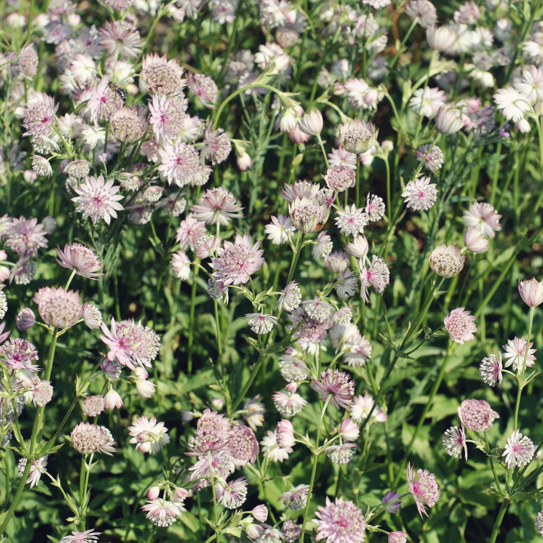 Zeeuws knoopje (Astrantia major)