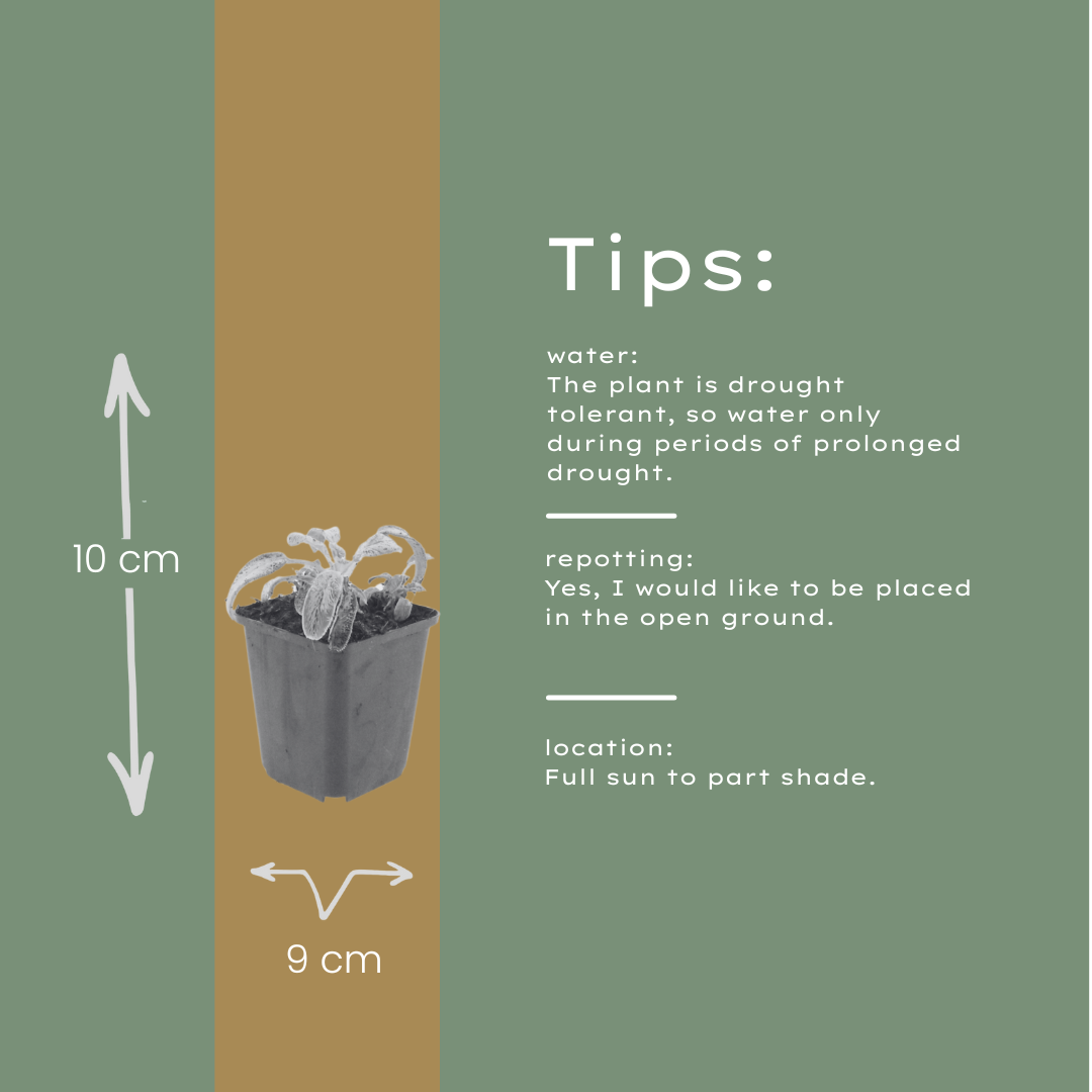 Ezelsoor 'Silver Carpet' - set van 6 – voor tuin & terras