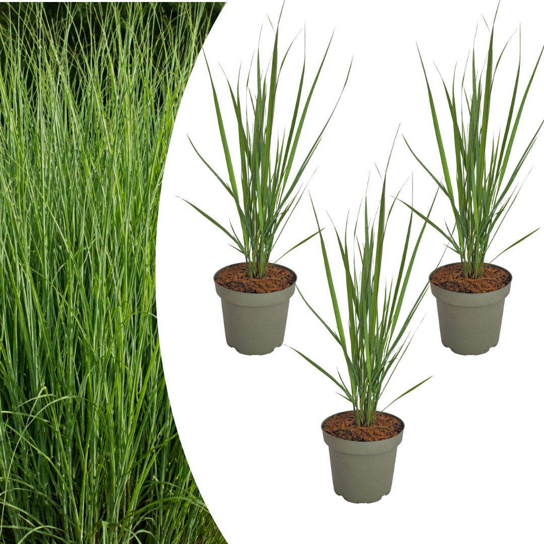 Vingergras 'Northwind' - set van 3 – voor tuin & terras